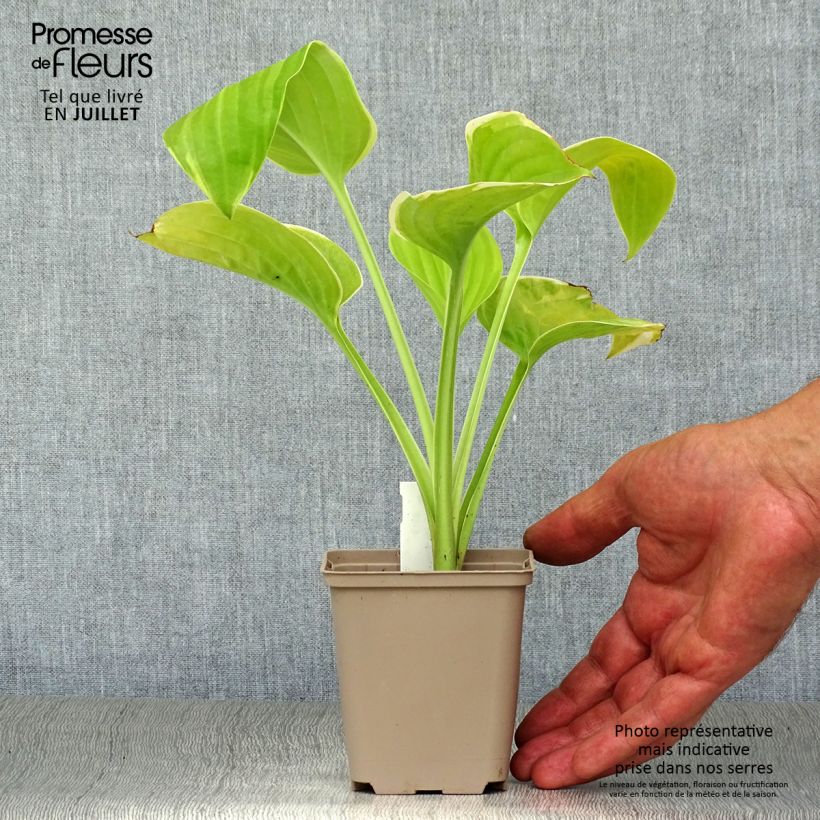 Spécimen de Hosta Fragrant Bouquet Godet de 8/9 cm tel que livré en été