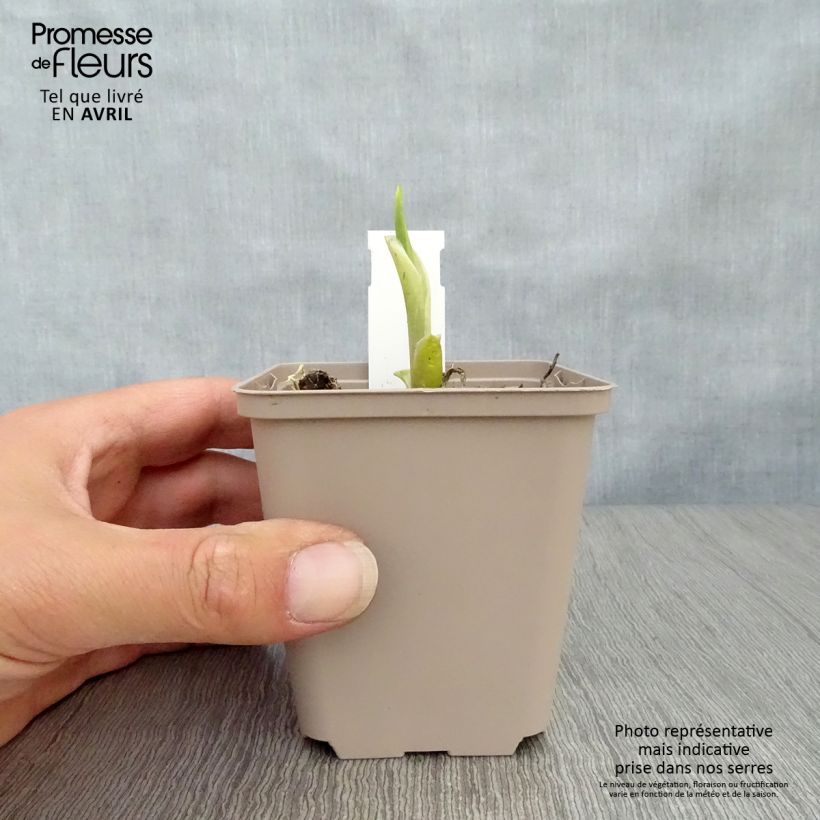 Spécimen de Hosta Fragrant Bouquet Godet de 9cm tel que livré au printemps