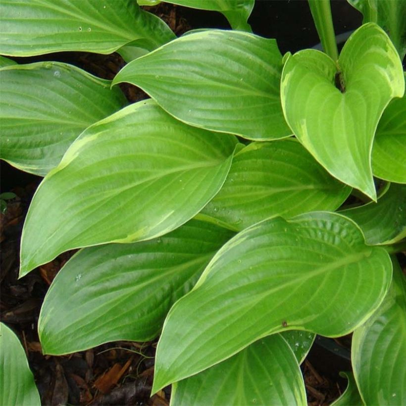 Hosta Fragrant Fire (Feuillage)