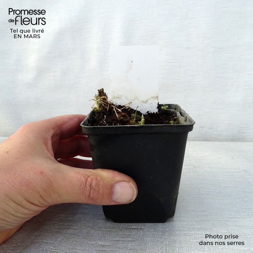Spécimen de Hosta Fragrant Fire Godet de 9cm tel que livré au printemps