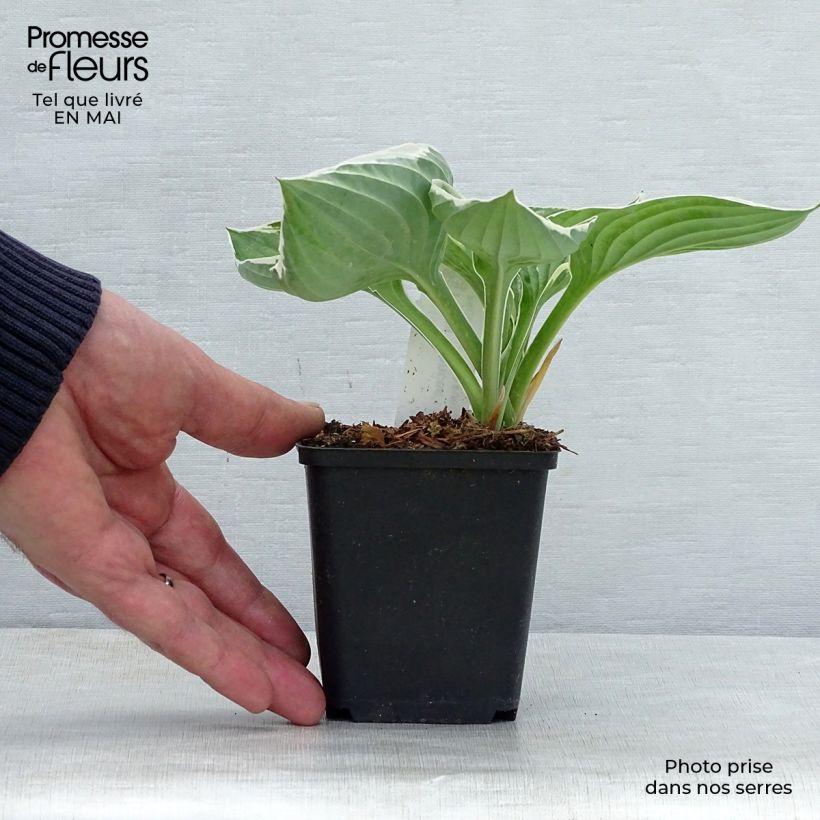 Spécimen de Hosta fortunei Francee Godet de 8/9 cm tel que livré au printemps