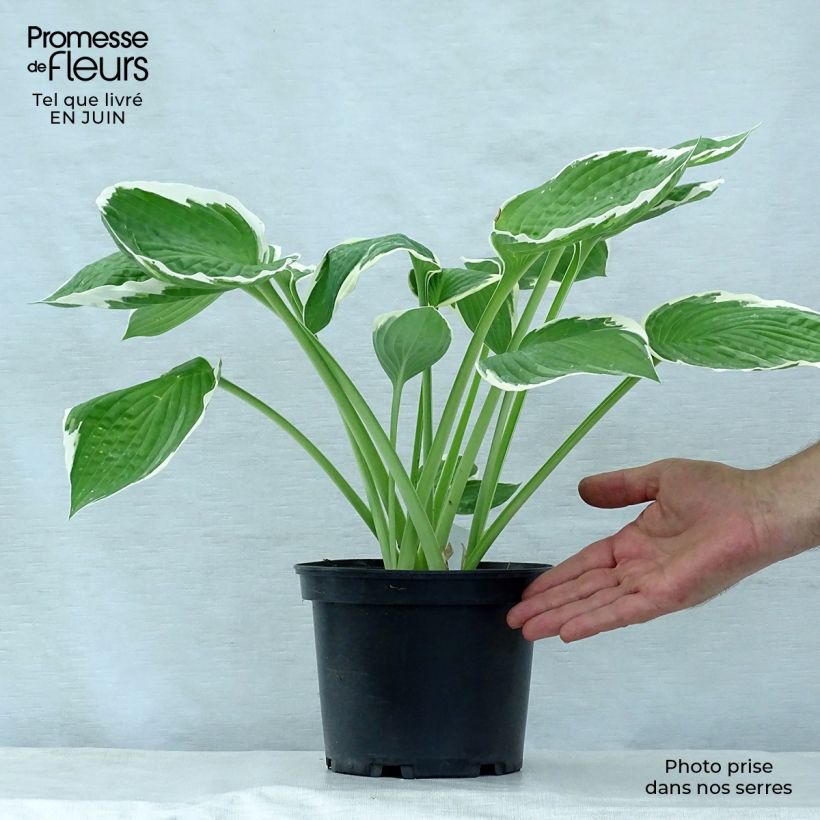 Spécimen de Hosta fortunei Francee Pot de 2L/3L tel que livré en été