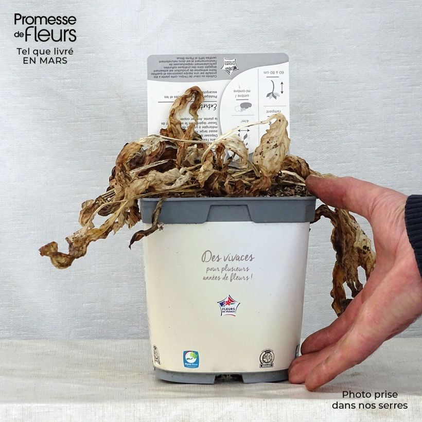 Spécimen de Hosta fortunei Francee Pot de 2L/3L tel que livré au printemps