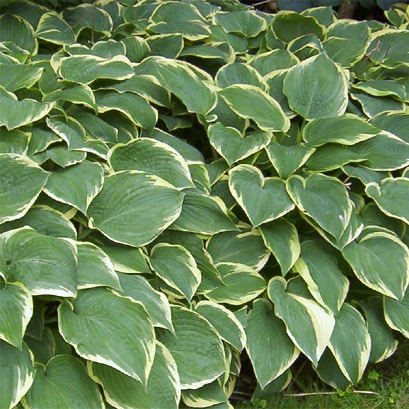 Hosta Fringe Benefit (Floraison)