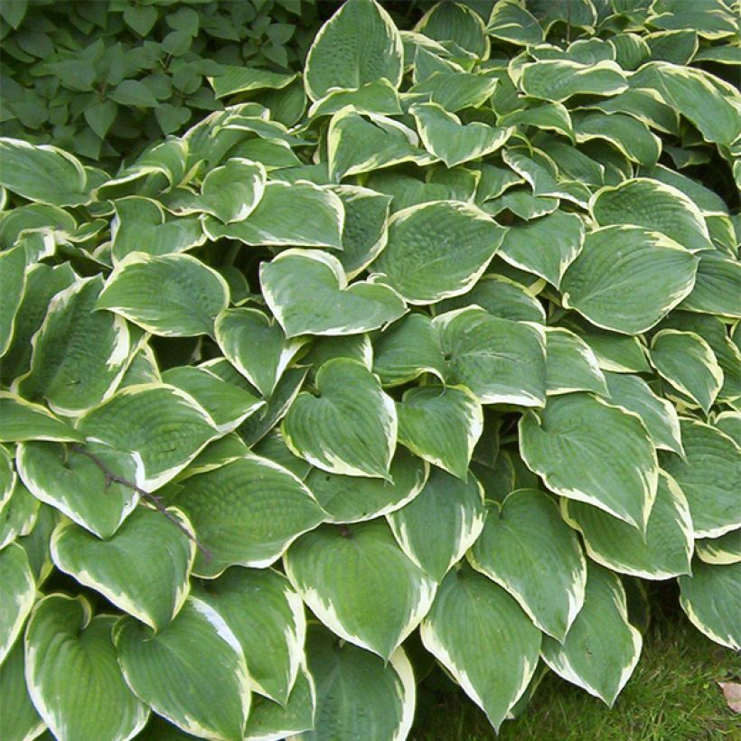 Hosta Fringe Benefit (Port)