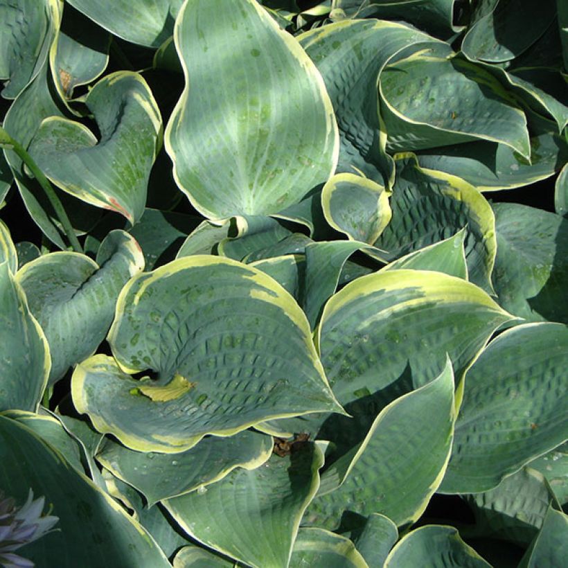 Hosta Frosted Dimples (Feuillage)