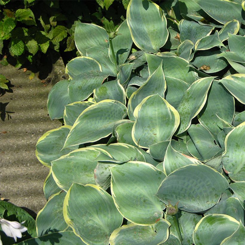 Hosta Frosted Dimples (Port)