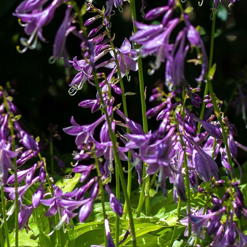 Hosta Gold Edger (Floraison)