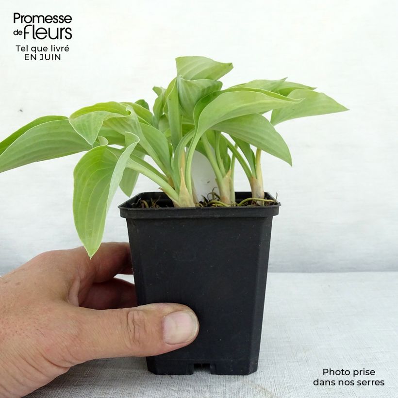 Spécimen de Hosta Gold Edger Godet de 8/9 cm tel que livré en été