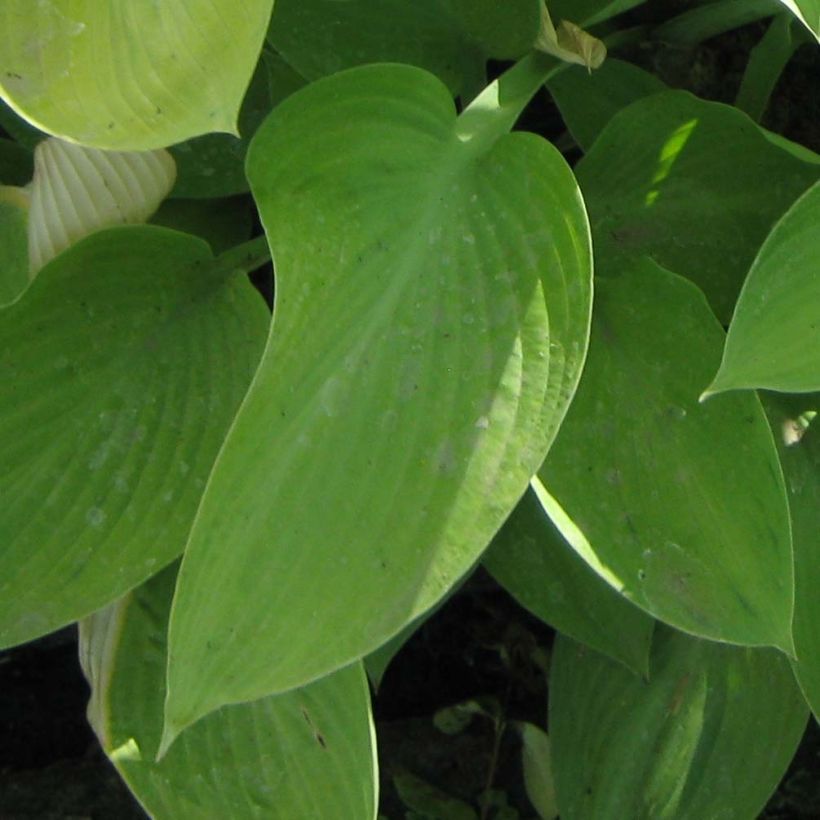 Hosta Gold Regal (Feuillage)