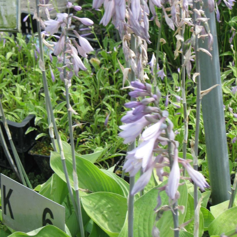 Hosta Gold Regal (Floraison)