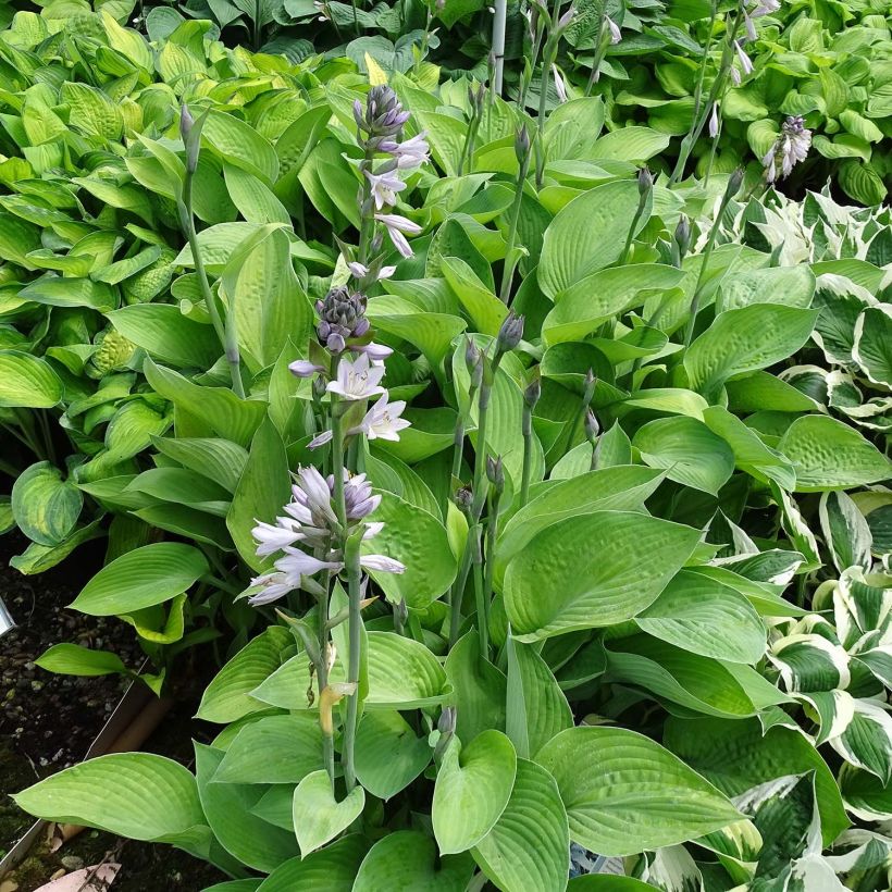 Hosta Gold Regal (Port)