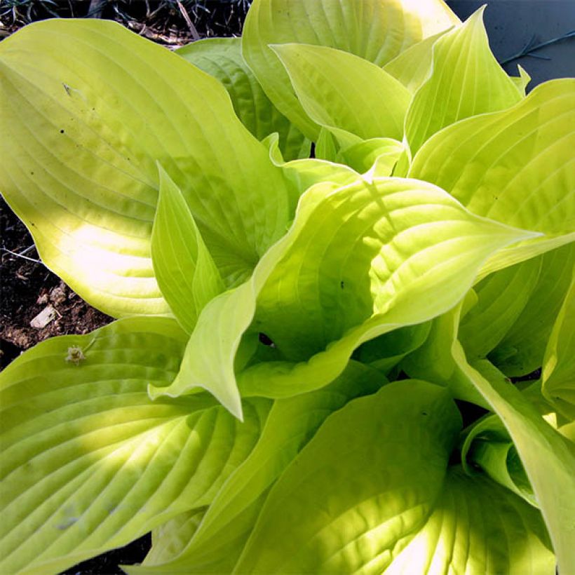 Hosta Golden Prayers (Feuillage)