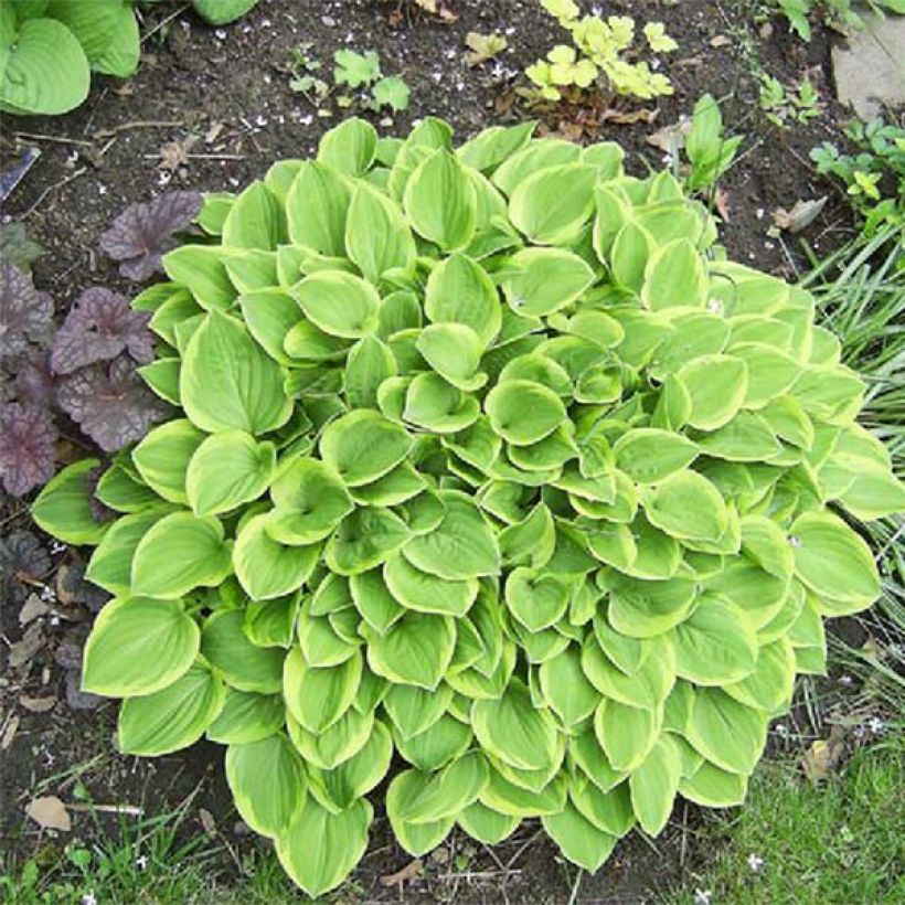 Hosta Golden Tiara (Feuillage)