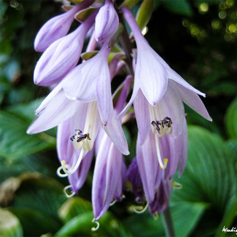 Hosta Golden Tiara (Floraison)