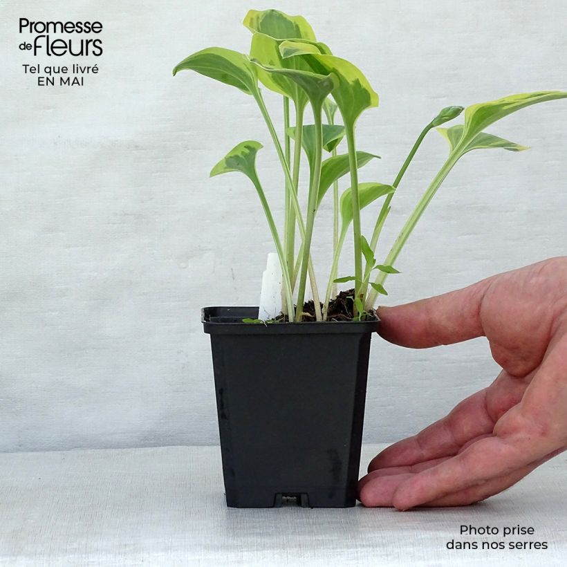Spécimen de Hosta Golden Tiara Godet de 9cm tel que livré au printemps