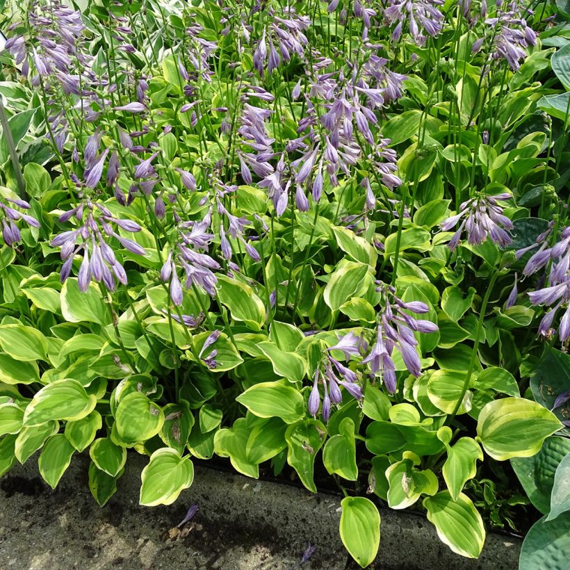 Hosta Golden Tiara (Port)