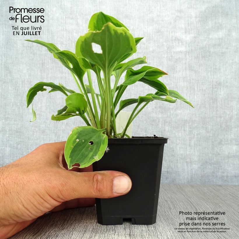 Spécimen de Hosta Golden Tiara Godet de 8/9 cm tel que livré en été