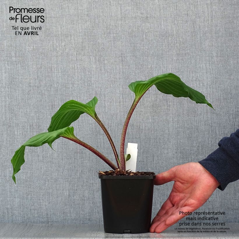Spécimen de Hosta Gooseberry Sundae - Pot de 1,5L/2L tel que livré au printemps