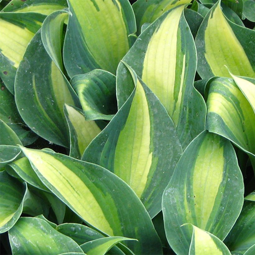 Hosta Grand Marquee (Feuillage)