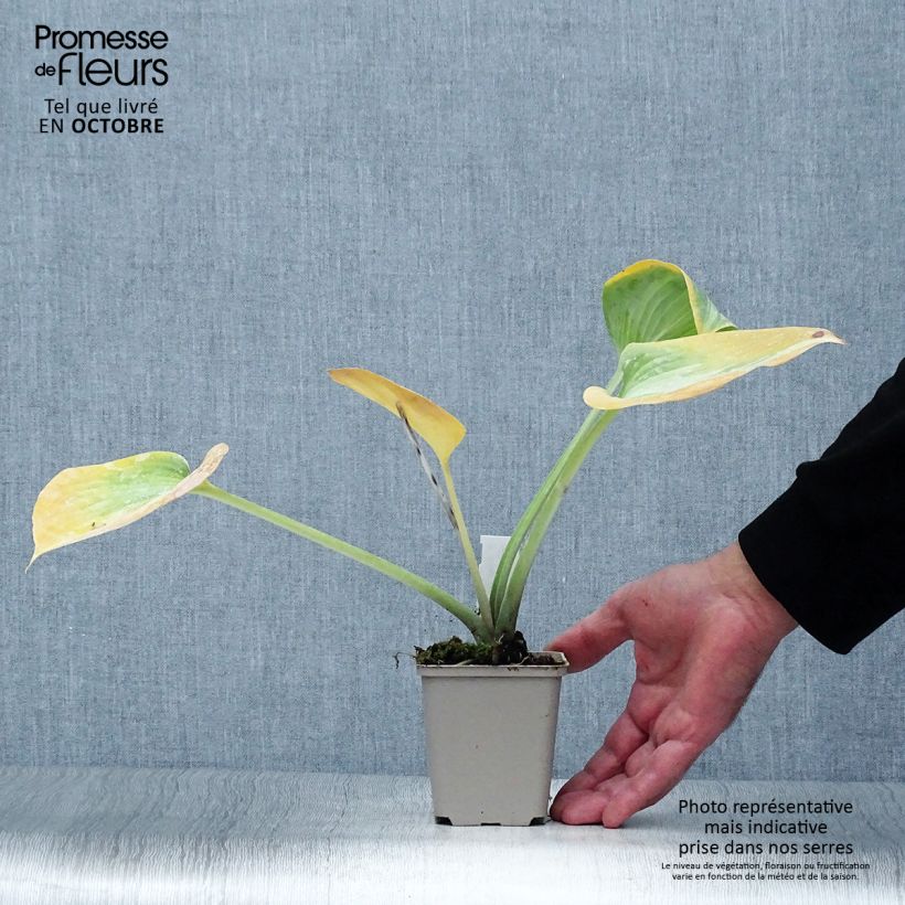 Spécimen de Hosta Grand Marquee Godet de 8/9 cm tel que livré en automne