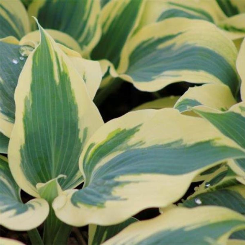 Hosta Great Escape (Feuillage)