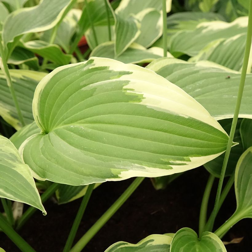 Hosta Great Expectations (Feuillage)