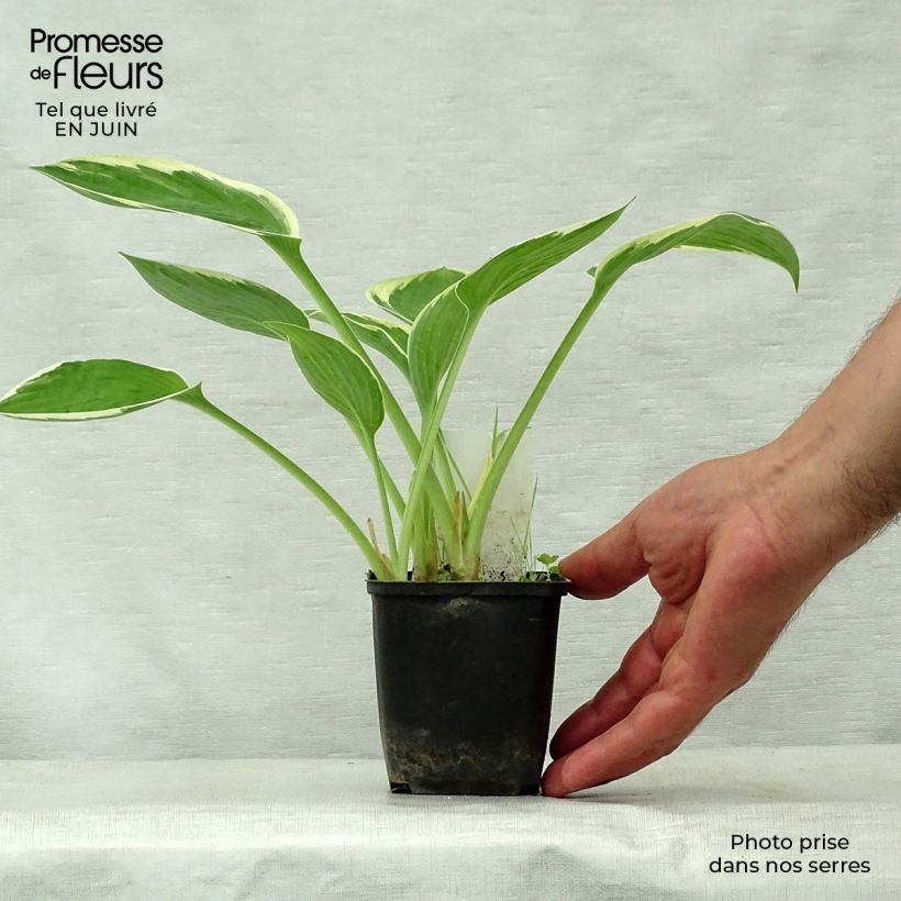 Spécimen de Hosta Green Gold Godet de 8/9 cm tel que livré en été