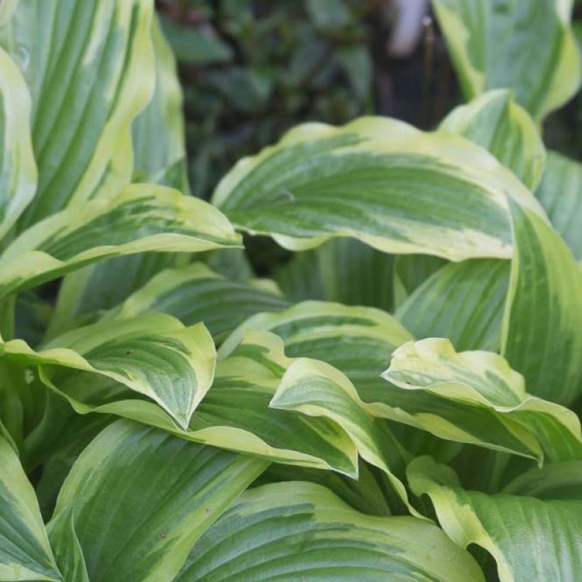 Hosta Ground Master (Feuillage)