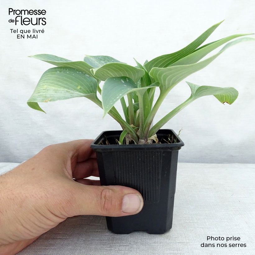 Spécimen de Hosta tardiana Halcyon - Hosta bleu Godet de 8/9 cm tel que livré au printemps