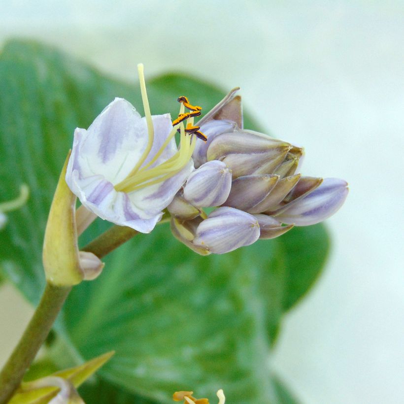 Hosta tardiana Halcyon - Hosta bleu (Floraison)