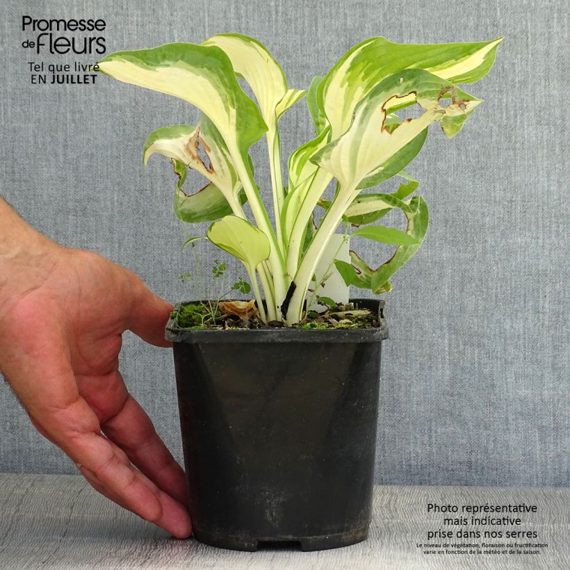 Spécimen de Hosta Hans Pot de 1,5L/2L tel que livré en été