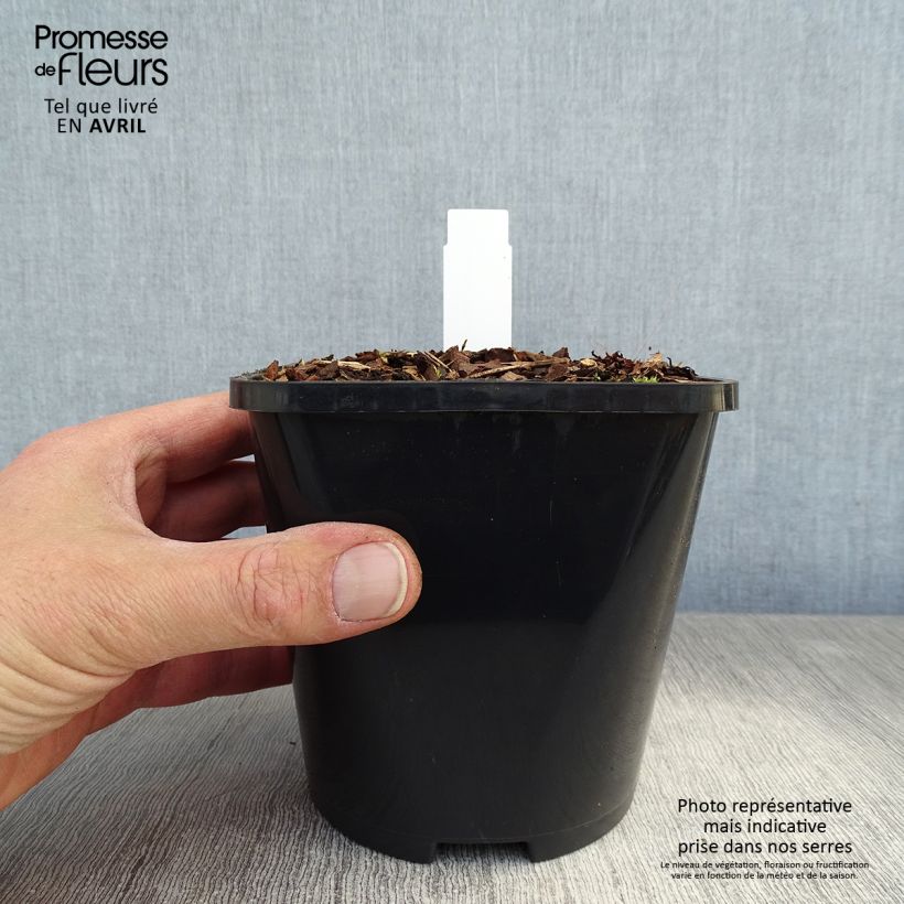 Spécimen de Hosta Hans - Pot de 1,5L/2L tel que livré au printemps