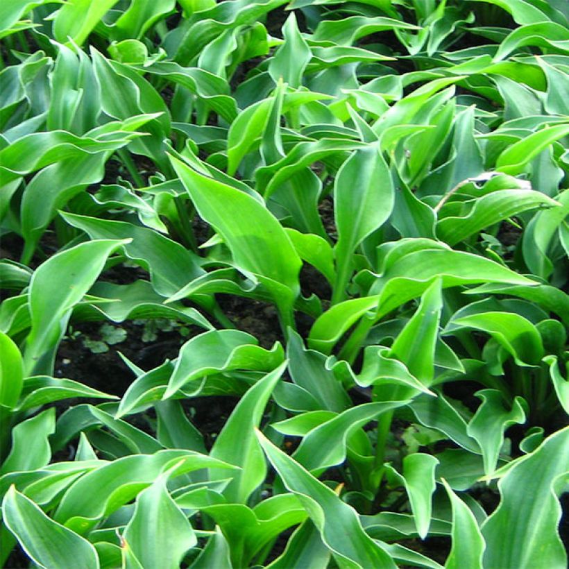 Hosta Harry Van Trier (Feuillage)