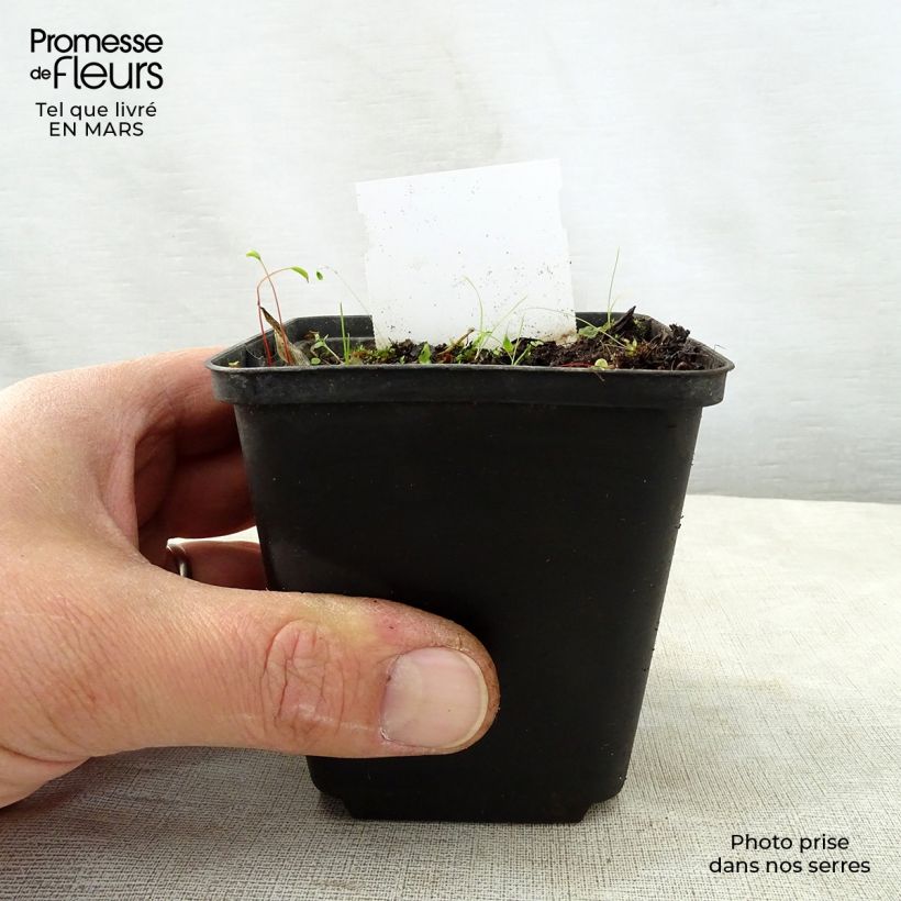 Spécimen de Hosta Harry Van Trier Godet de 9cm tel que livré au printemps