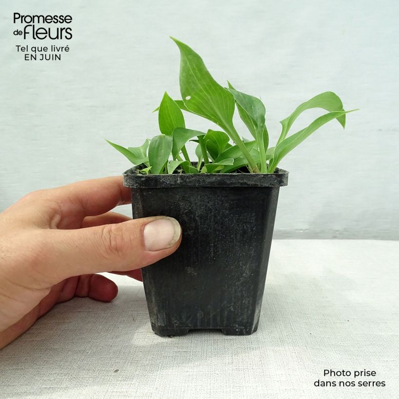 Spécimen de Hosta Harry Van Trier Godet de 8/9 cm tel que livré en été
