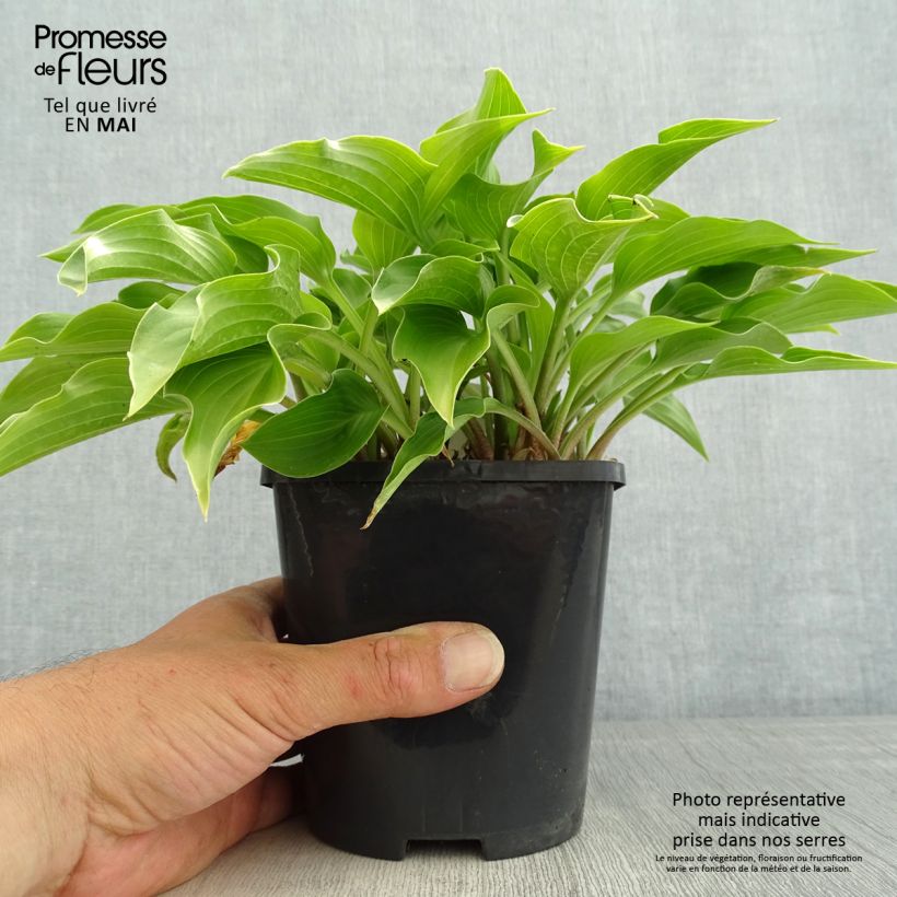 Spécimen de Hosta Harry Van Trier Pot de 1.5L/2L tel que livré au printemps