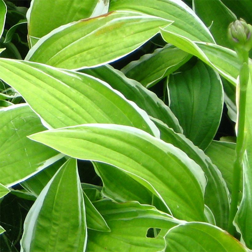 Hosta Herifu (Feuillage)