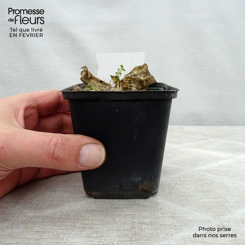 Spécimen de Hosta Herifu Godet de 8/9 cm tel que livré en hiver