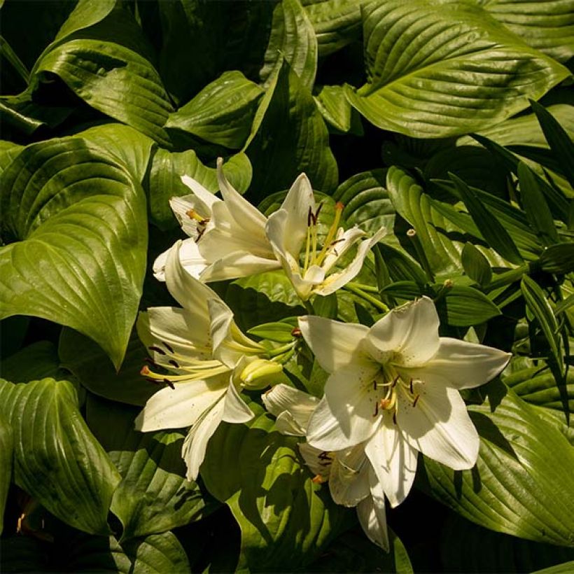 Hosta Honeybells (Feuillage)