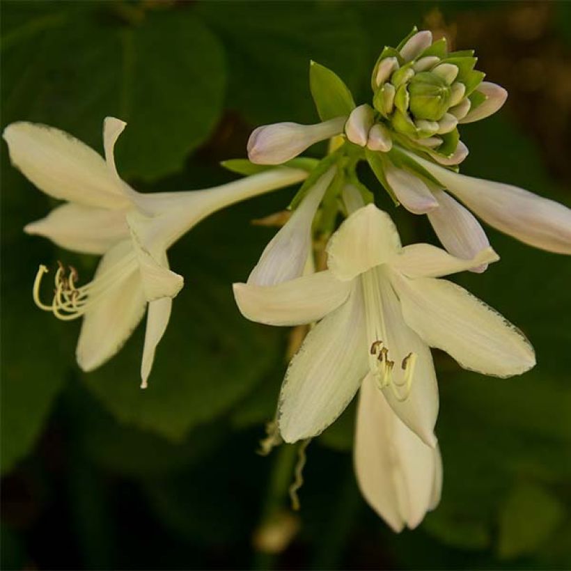 Hosta Honeybells (Floraison)