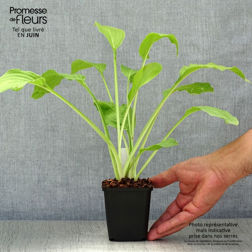 Spécimen de Hosta Honeybells Godet de 8/9 cm tel que livré en été