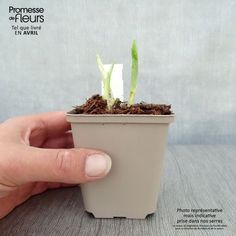 Spécimen de Hosta Honeybells Godet de 9cm tel que livré au printemps