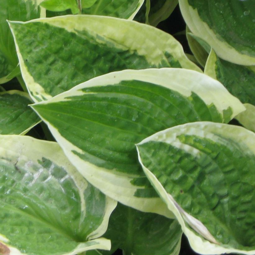 Hosta Honeysong (Feuillage)