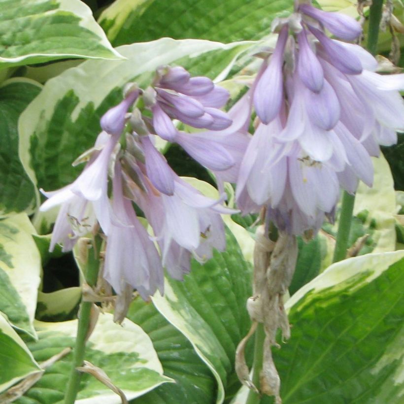 Hosta Honeysong (Floraison)