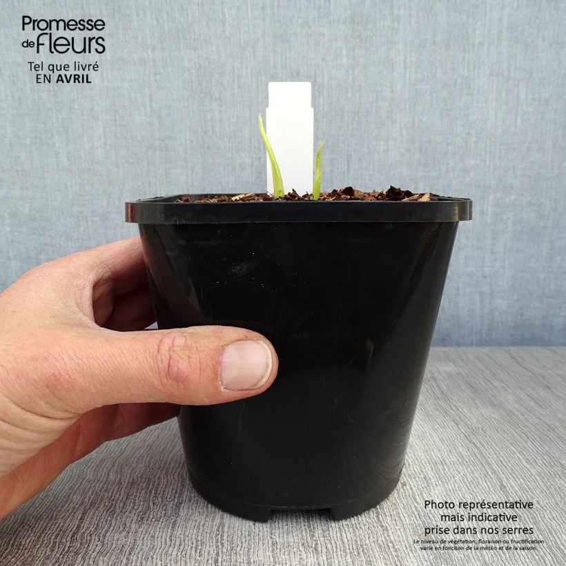 Spécimen de Hosta Hyuga Urajiro - Pot de 1,5L/2L tel que livré au printemps