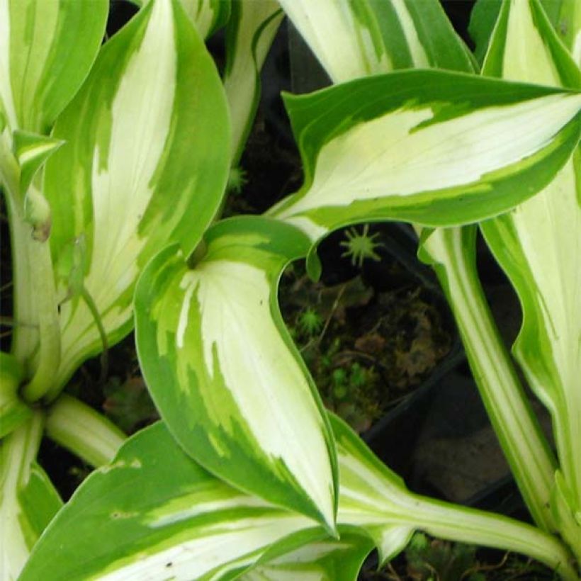 Hosta Joyce Trott (Feuillage)