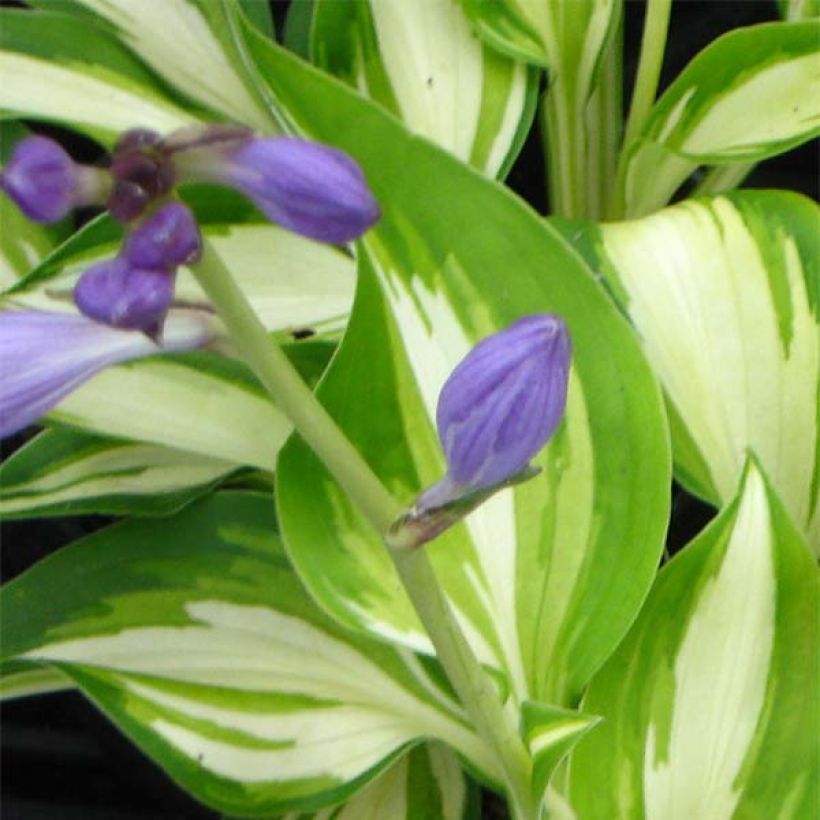 Hosta Joyce Trott (Floraison)