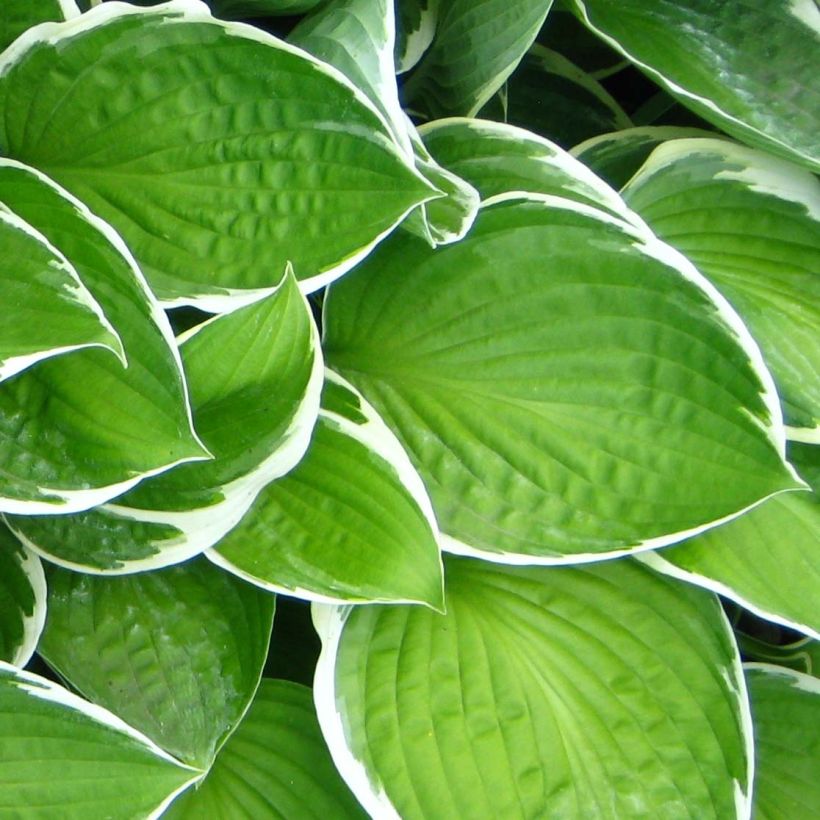 Hosta Julia (Feuillage)