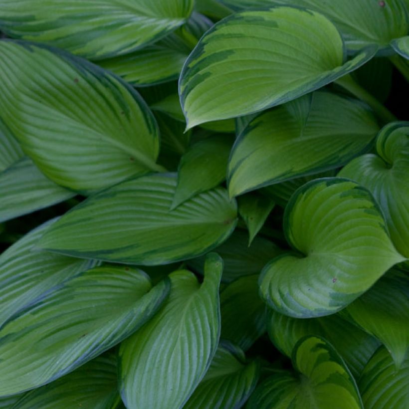 Hosta June Fever (Feuillage)